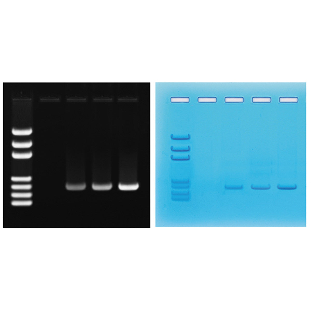 Amplifikacja PCR DNA
