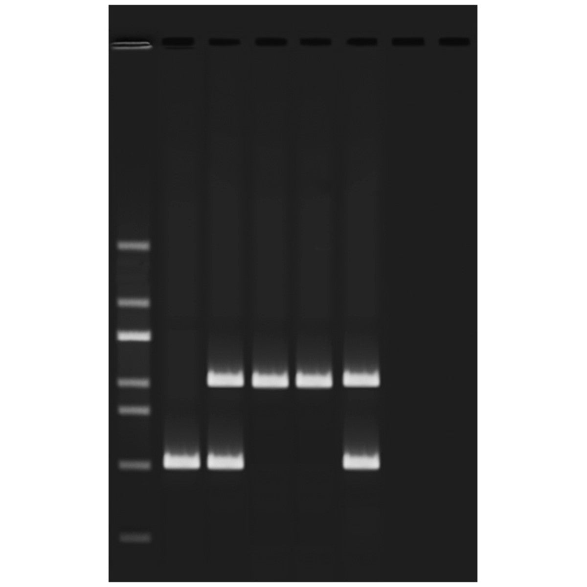 Typowanie ludzkiego DNA Alu za pomocą PCR