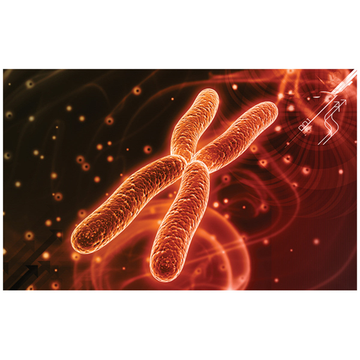 Typowanie ludzkiego DNA Alu za pomocą PCR