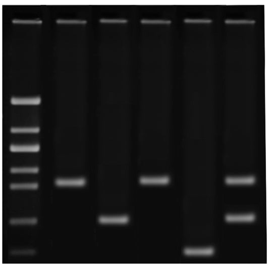 DNA Fingerprinting za pomocą PCR